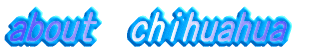 about  chihuahua