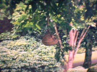 Monkey Pot Tree